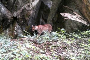 snímek rysa ostrovida z fotopasti v Brdech