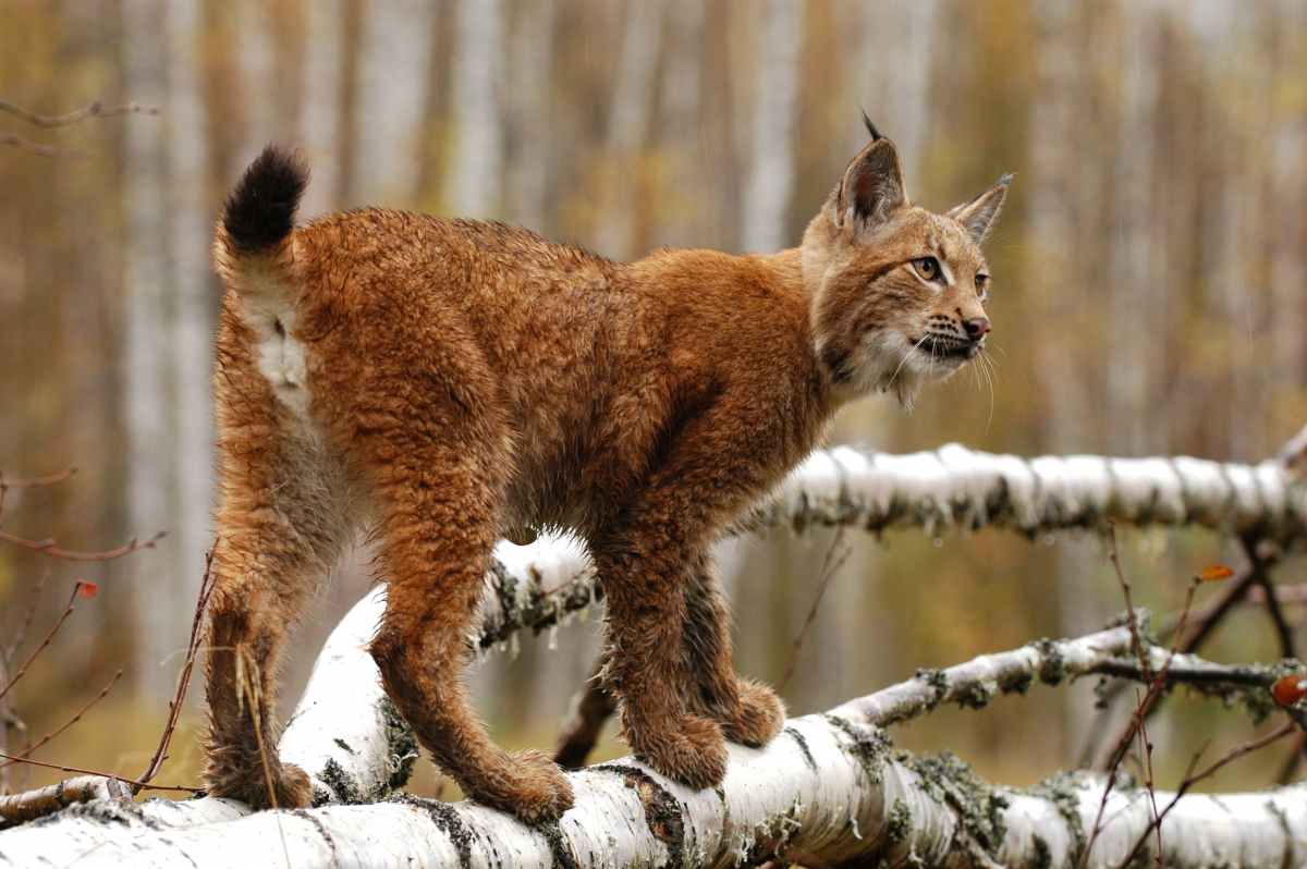 Nava Rys Rys je super, vlk tak napůl, medvěd v žádném případě! | Národní park Šumava