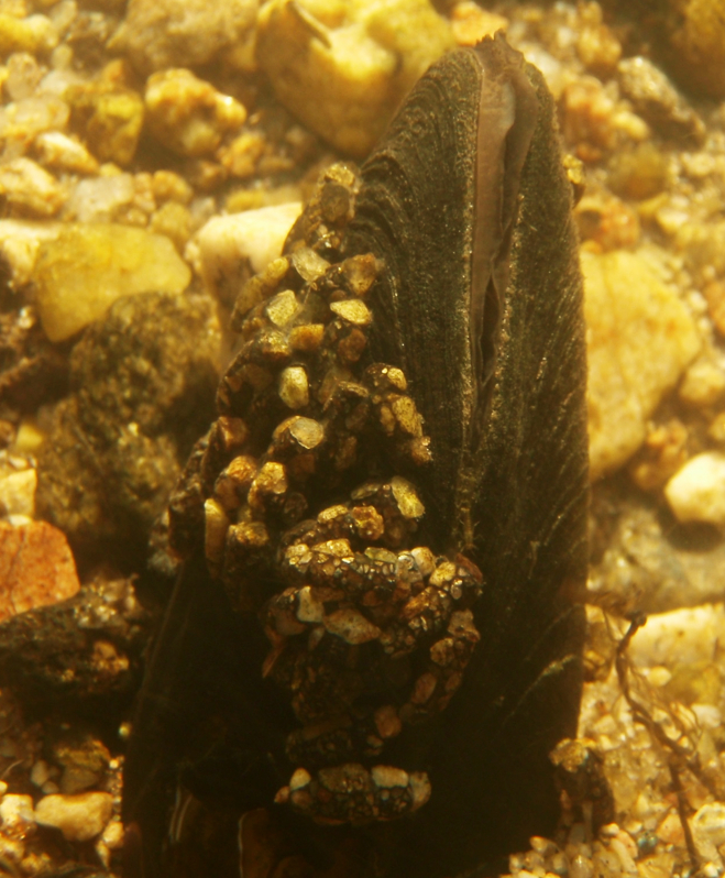 Perlorodka ukotvená ve dně řeky Vltavy