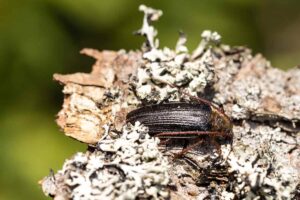 Brouk trnoštítec horský na kousku tlejícího dřeva a lišejníku