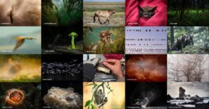 náhledy nominovaných fotografií Czech Nature Photo 2026