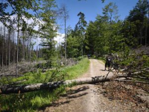 Spadlý strom u Rosenauerovy nádrže. V popředí strom spadlý přes cestu, za ním jsou vidět cyklisté.