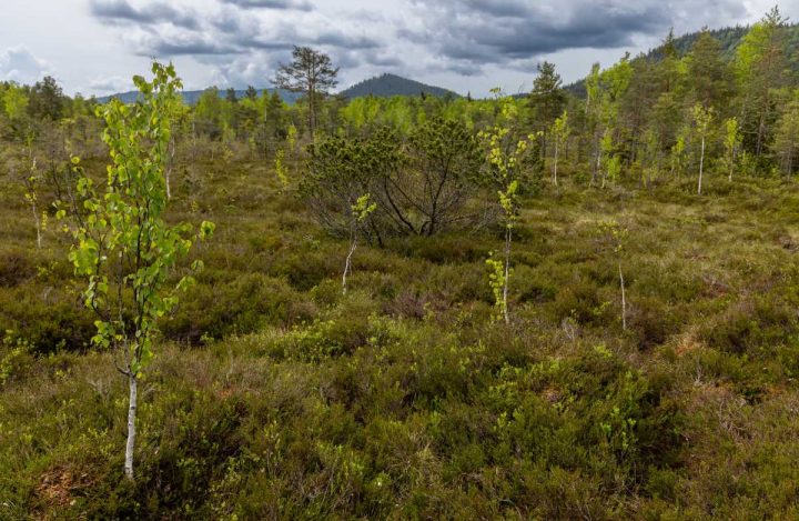 Snímek Chalupské slati, roztroušené břízy a borovice, na zemi keříčky borůvčí