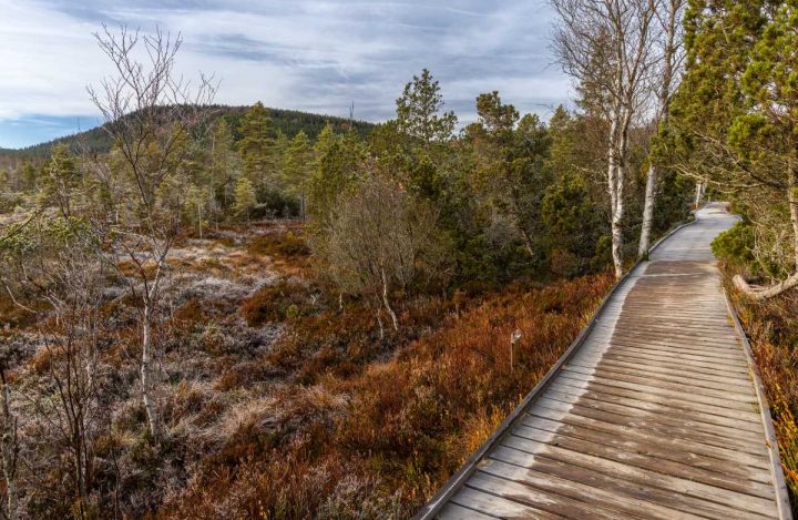 Poválkový chodník k Chalupské slati je vyroben z dřevěných fošen