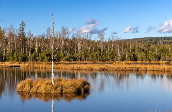 Chalupská slať - jezírko s ostrůvkem, na kterém roste bříza