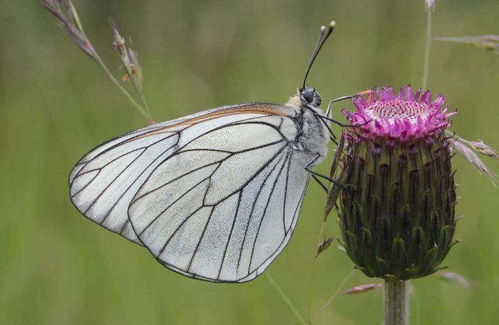 motyl