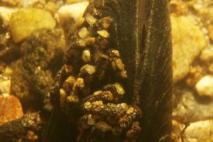 Podvodní snímek říční perlorodky, která je částečně zapuštěná ve štěrkovitém a kamenitém dně vodního toku. Lastura směřuje vzhůru, velká část je pokrytá drobnými kamínky a organickými částicemi. Pozadí tvoří rozmanité přirozeně zbarvené říční kameny.