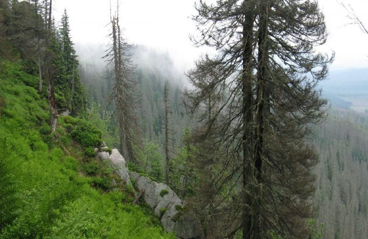 Plechý-Cizkova-P