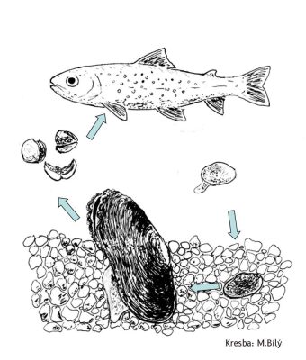 Kresba s životním cyklem perlorodky: glochidia, parazit, mladý jedinec a dospělák.