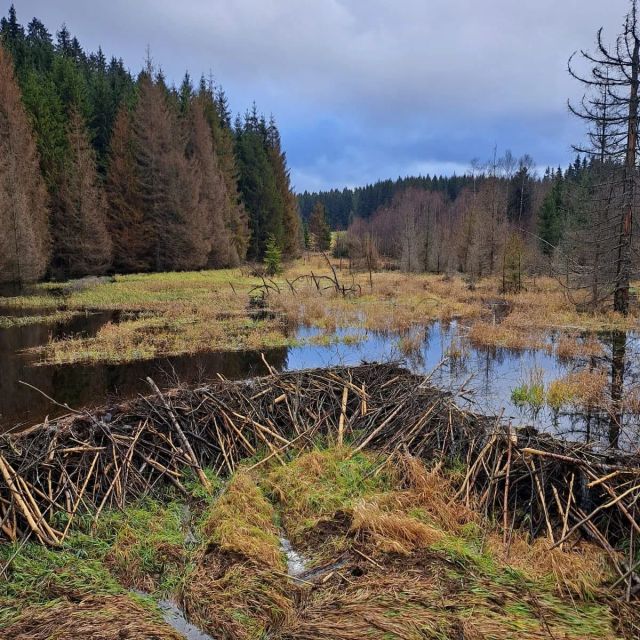 Hledej bobra 🦫
Bobří hráz v místě zvaném Mlaka.
📝 Původní německý název osady u státních hranic na křižovatce cest Strážný - Nové Údolí a České Žleby - Moorhäuser,  vyznačuje blízké 💦 mokřiny a bažiny podél hraničního Mechového potoka.
🦫 Tam se bobrům hodně líbí. 👍
.
Foto: V.Kopřiva
.
.
.
#bobr #bobrevropsky #bobri #bobrihraz #sumava #nationalparksumava #kouzelnamista #fotimesumavu #priroda #prirodasumavy #ochranaprirody #mlaka #moorhauser #mokriny #vodanasumave