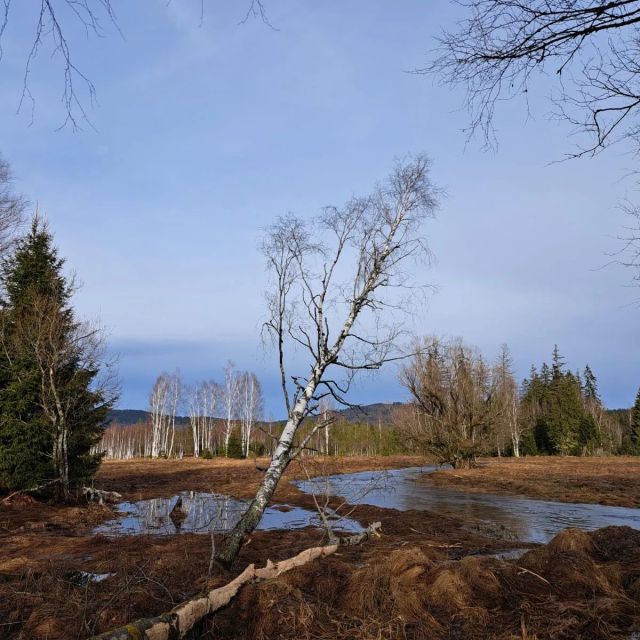 💦 Rozvodněný Mechový potok v Dolním Cazově (Unter-Zassau).
🏘️ V této zaniklé šumavské osadě žilo na přelomu 19. a 20. století přes 300 obyvatel. 👪
Místo bylo také inspirací pro básníka Adolfa Heyduka nebo spisovatelku Elišku Krásnohorskou. 📝
.
Foto: V.Kopřiva
.
.
.
#sumava #np_sumava #zanikleobce #dolnicazov #mechovypotok #unterzassau #zanikleosady  #sumavskahistorie #vodanasumave #sumavskevylety