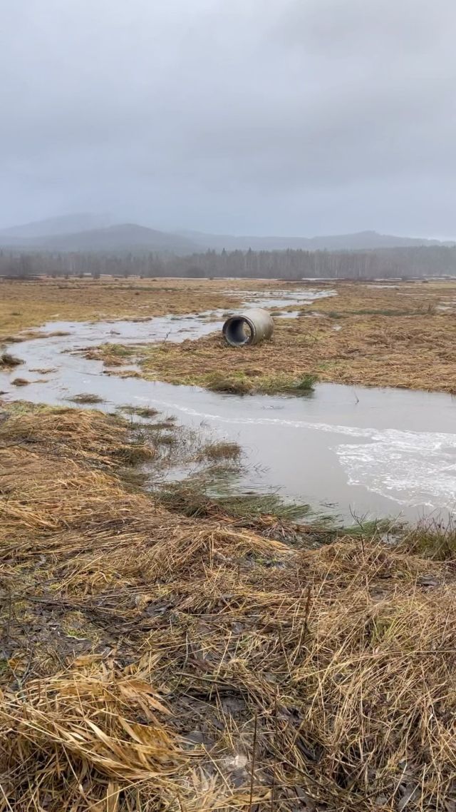 Jak potoky pomáhají? 💦
Když se mnoho potoků při povodni takto rozlije do krajiny, povodňová vlna zeslábne a naše obydlí zasáhne v mnohem menší síle 👍
Rozliv do potoční nivy navíc nezpůsobí závratné škody, naopak je pro krajinu pozitivní 🏞️
❌ Potoky svedené člověkem do hlubokých a narovnaných struh nebo potrubí působí úplně opačně!

#revitalizace #voda #potok #niva #priroda #krajina #lifeformires #nationalparksumava #flood