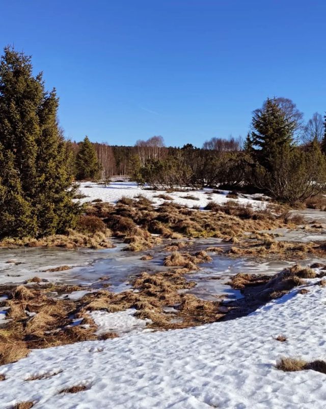 ❄️ Zima kouzlí i na Bučině.
Momentky ze své víkendové služby pro vás vyfotila strážkyně Jana Hejralová. 👍
Děkujeme 🙏
.
.
.
#sumava #fotkyzesumavy #bucina #np_sumava #vylety #krasnamista #vyletyposumave #okemstrazce #zimanasumave #vikendnasumave #nationalparkranger #narodniparksumava