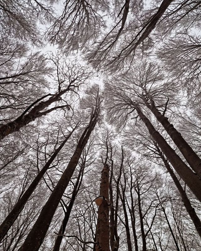 👁️ Když zvedneš zrak k nebi, stromy tě pozvou do svého světa. 🌲
👉 Kolikrát jste už byli od začátku roku na procházce v lese?